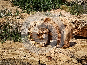 Syrian brown bear, Jerusalem Biblical Zoo in Israel