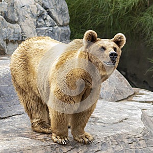 Syrian brown bear standing on big rock surface looking straight