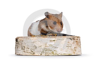 Syrian or golden hamster on white background