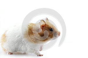 Syrian Hamster