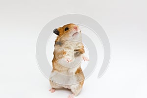 Syrian hamster