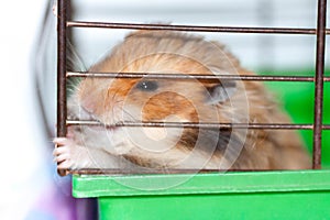 Syrian hamster gnaws inside a cage, eager to freedom