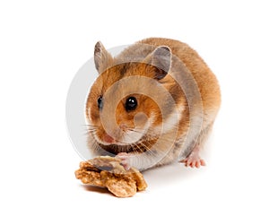 Syrian Hamster Goldhamster (Mesocricetus auratus)
