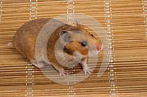 Syrian Hamster, Goldhamster (Mesocricetus auratus)