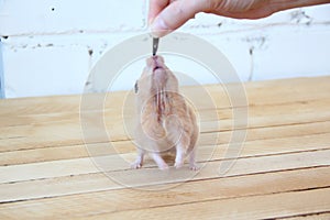 Syrian hamster hand fed on wooden background