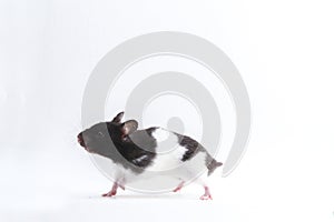 Syrian hamster isolated on a white