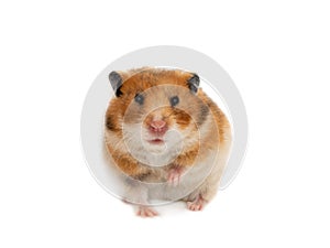 Syrian hamster isolated