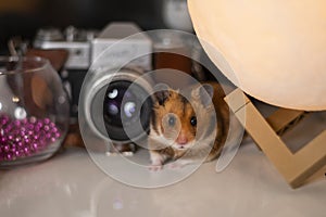 Syrian hamster Mesocricetus auratus. Golden hamster posing on the cozy soft warm background
