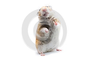 Syrian hamster Mesocricetus auratus isolated on a white background