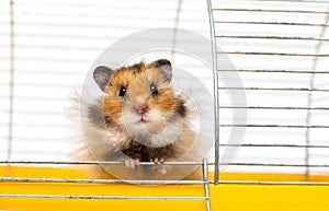 syrian hamster peeps out of the cages