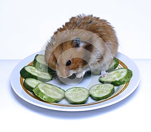 Syrian hamster on a plate with cucumber
