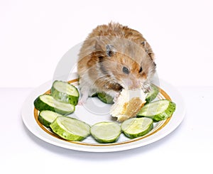 Syrian hamster on a plate with cucumber and bread