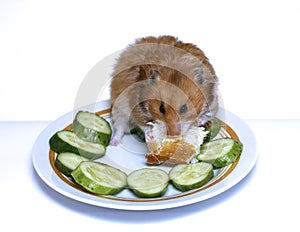 Syrian hamster on a plate with cucumber and bread
