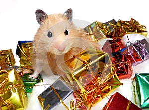 Syrian hamster posing with tons of Christmas gifts