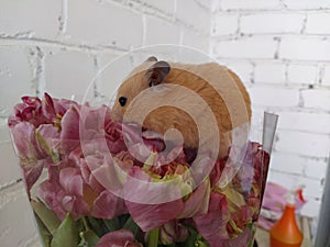 Syrian hamster sits in a bouquet of flowers