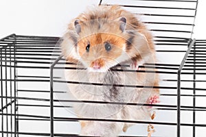 Syrian Hamster trying to escape from the cage