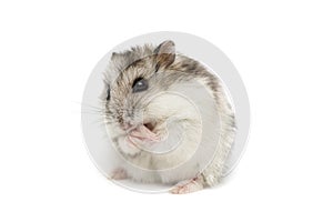 Syrian hamster on a white background . Small Jungar hamster on a white background