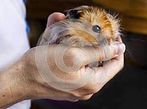 Syrian red hamster close up in human hands