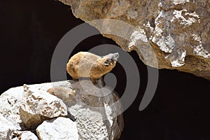 Syrian rock hyrax