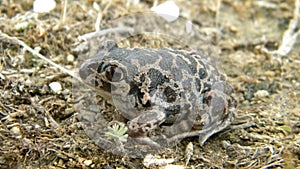 Balkan Spadefoot Toad - Pelobates balcanicus photo