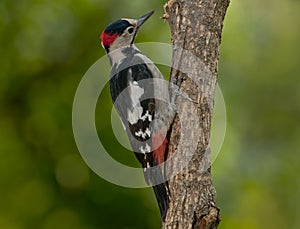 Syrian woodpecker (Dendrocopos syriacus)