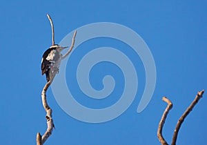 Syrian woodpecker or Dendrocopos syriacus on a branch.