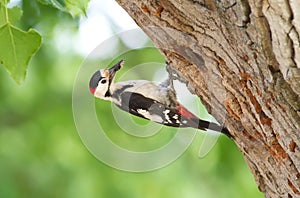 Syrian woodpecker, Dendrocopos syriacus. Near the nest