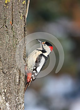 Syrian woodpecker on tree trunk