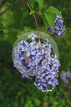 Syringa chinensis purple flowers
