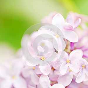 Syringa flower photo