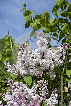 Syringa flower lilac blossom natrual blooming flower light lilac color