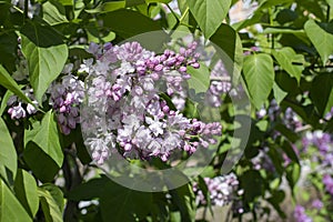 Syringa flower lilac blossom natrual color background