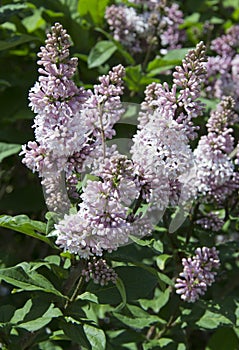 Syringa is a genus of shrubs belonging to the Oleaceae family.Luxurious shrub, extremely hardy, which grows well outdoors and