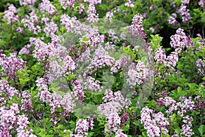 Syringa josikaea,  hungarian lilac selective focus