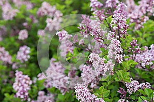 Syringa josikaea,  hungarian lilac selective focus photo