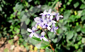 Syringa laciniata. Cutleaf Lilac. Purple flowers