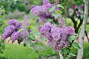 Syringa lilac flowers