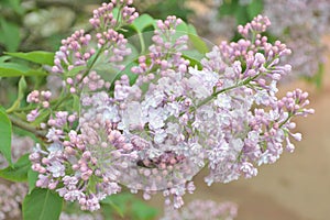 Syringa lilac flowers