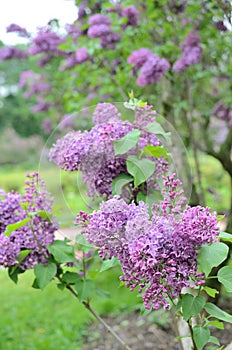 Syringa lilac flowers