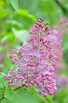 Syringa lilac flowers