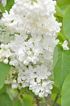 Syringa lilac flowers