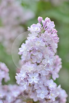 Syringa lilac flowers