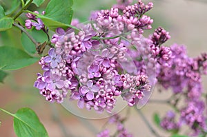 Syringa lilac flowers