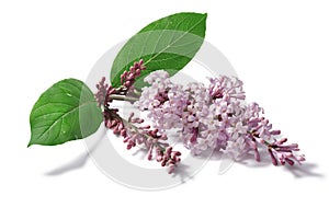 Syringa (Lilac) flowers