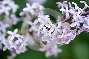 Syringa lilac flowers selective focus
