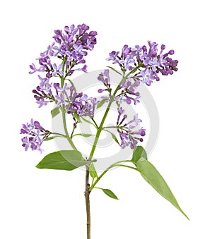 Syringa (Lilac) isolated on white background