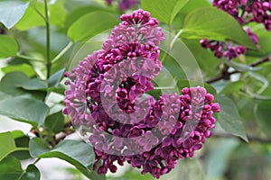 Syringa - Lilac tree