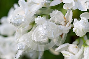 Syringa lilac white flower macro selective focus