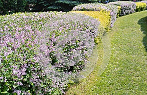 Syringa Meyeri Green Hedge Texture Background, Korean Lilac or Dwarf Lilac Flowers Pattern, Green Violet Plant