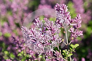 Syringa meyeri, Palibin lilac flowers closeup selective focus